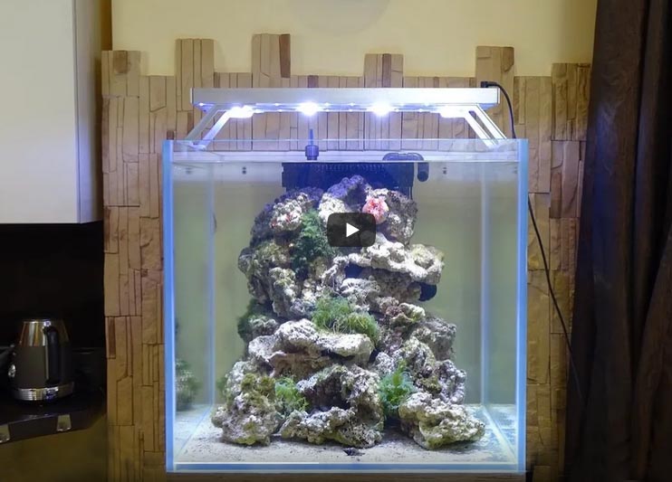 Прямой эфир в Instagram о морском аквариуме со Светланой Ворончихиной 3 июля
