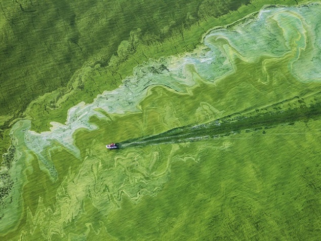 Ядовитые водоросли разбросаны по всему побережью, забиты водосборы