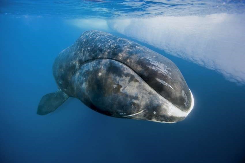 Гренландские киты АкваТерраНовости Аква Лого Инфо
