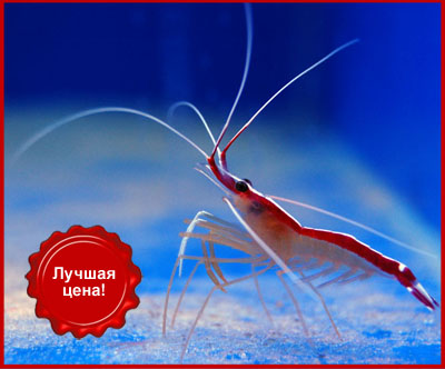 Krevetka_doktor_luchshaya_cena.jpg