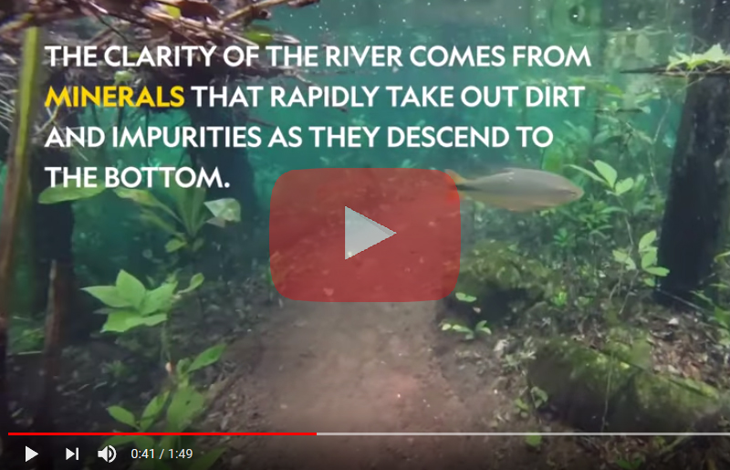 Лес в Бразилии под водой - видео - АкваТерраНовости - Аква Лого Инфо