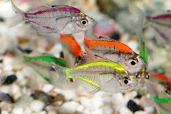 Окрашенные аквариумные рыбки - АкваТерраНовости Аква Лого Инфо