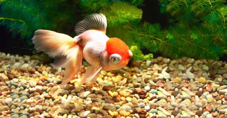 Золотые рыбки могут спасти от рака - АкваТерраНовости Аква Лого Инфо