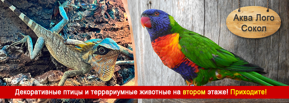 Декоративные птицы и террариумные животные на 2-м этаже в супермаркете Аква Лого - Сокол!