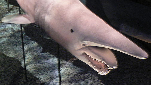 Акула - гоблин. АкваТерраНовости Аква Лого Инфо. Фото из Википедии