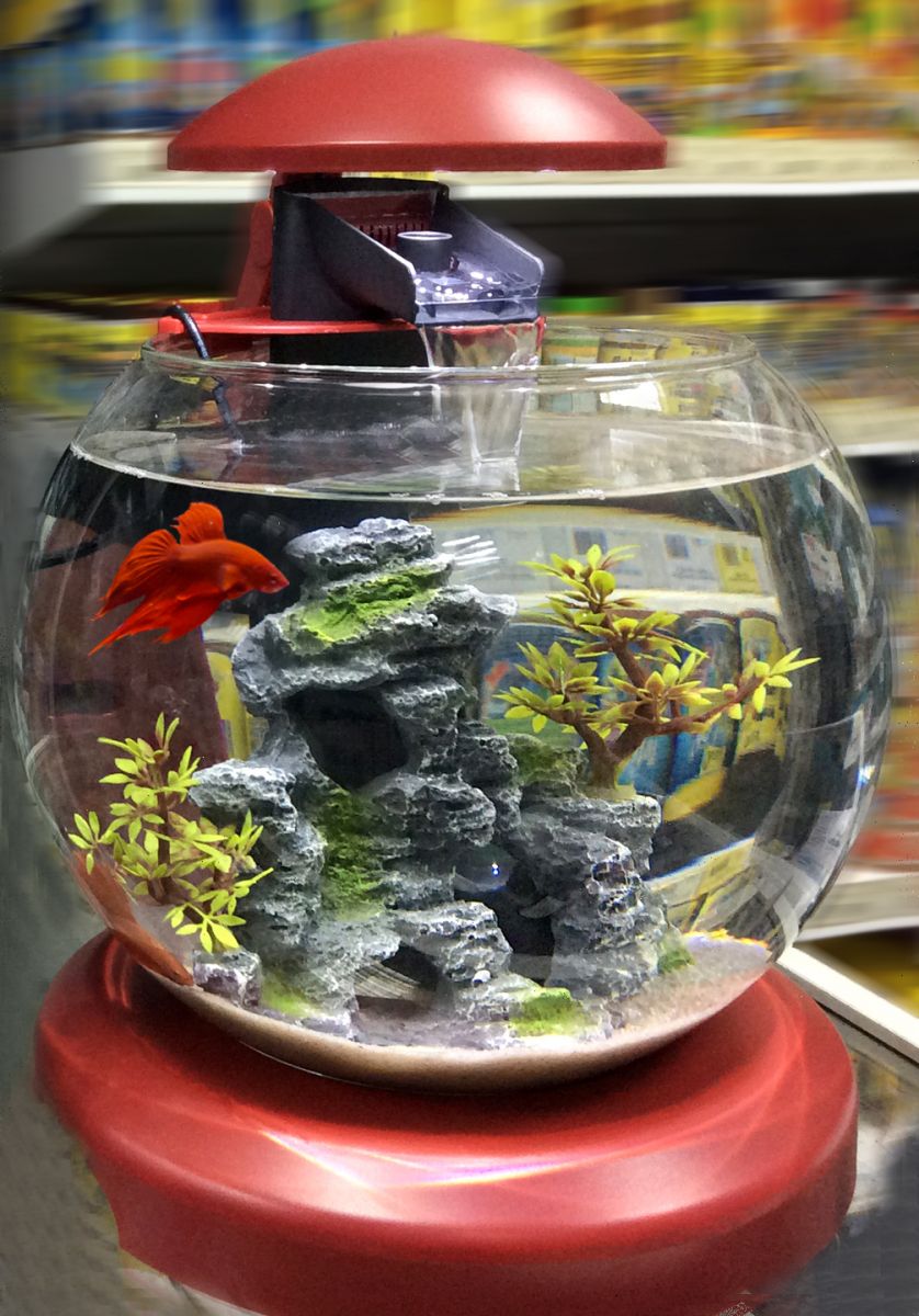 Купите аквариум с петушком в супермаркете Аква Лого на Тропарево!