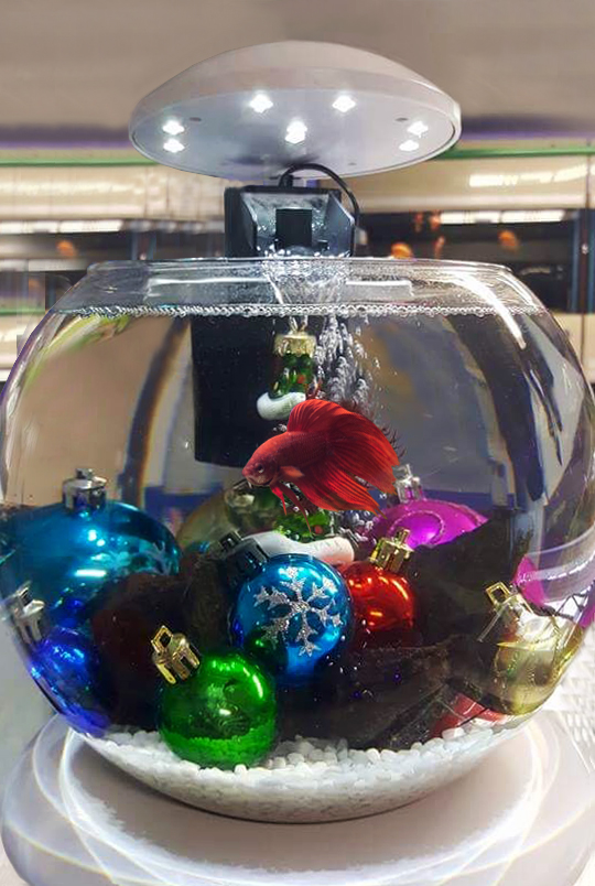 Купите аквариум с петушком в супермаркете Аква Лого на Волжской!