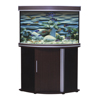 Anubias Better Better