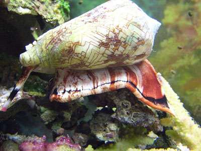 Ядовитый моллюск - текстильный конус в морском аквариуме