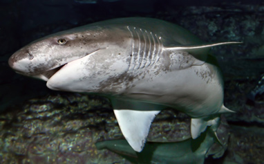 Шестижаберная акула - Аква Лого Инфо
