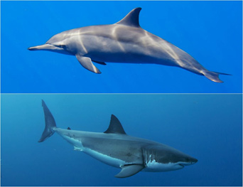 Почему акулы боятся дельфинов? - Аква Лого Инфо