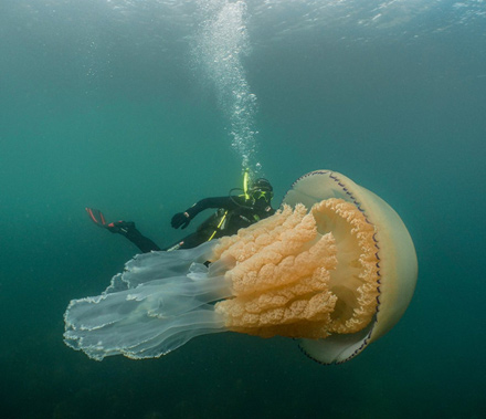 Медуза размером с человека - Аква Лого Инфо