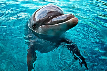 Четыре удивительных способности дельфинов - Аква Лого Инфо