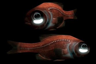 Рыба с фонарем под глазом - Аква Лого Инфо