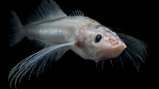 Голомянка - полупрозрачная рыбка из Байкала