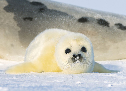 Истребление детенышей гренландского тюленя - Аква Лого Инфо