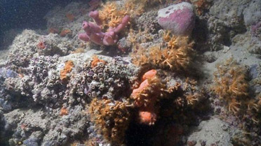Найдены уникальные коралловые рифы - Аква Лого Инфо