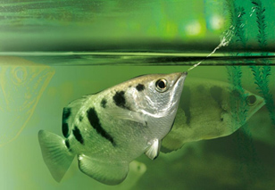 Рыбка брызгун – полосатый охотник - Аква Лого Инфо