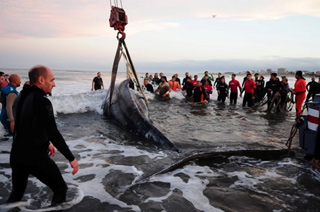 Спасти кита за 28 часов