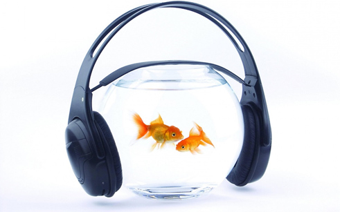 Слышат ли рыбки музыку?