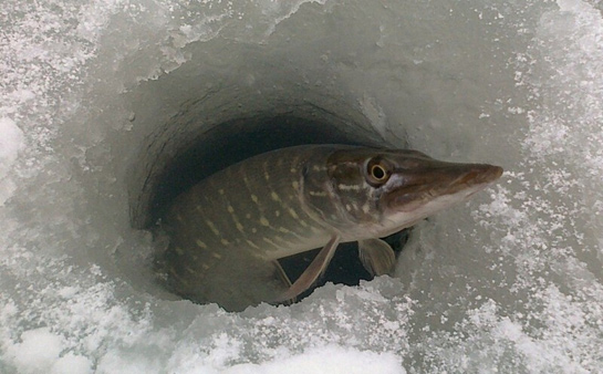 Зимовье рыб