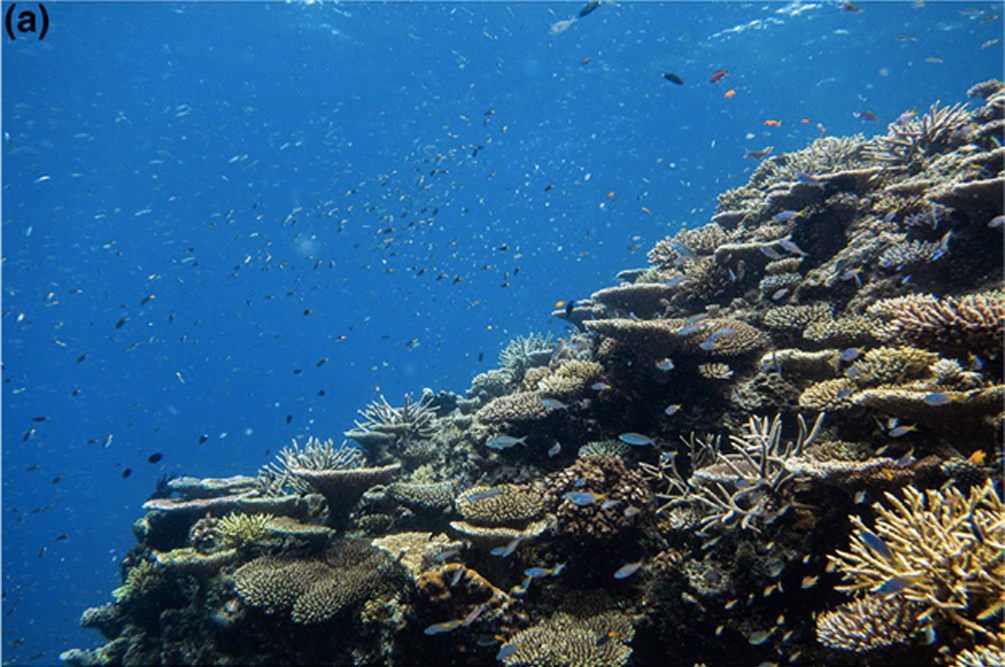 Кораллы теряют цвет, и рыбы вместе с ними