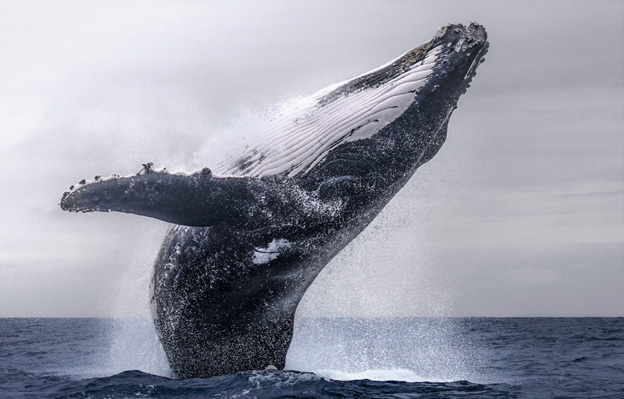 Почему киты выпрыгивают из воды?