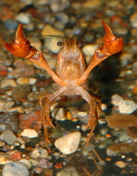 Procambarus clarkii