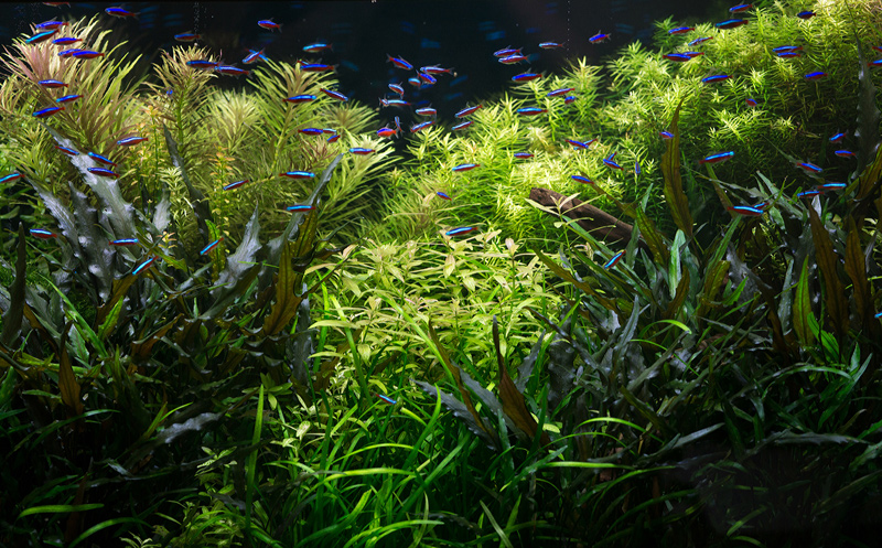 Растительный аквариум