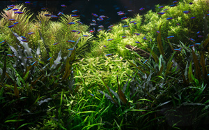 Cистемы СО2 в аквариуме