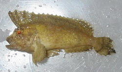 Cocotropus larvatus
