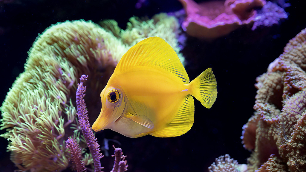 Желтая зебрасома в рифовом аквариуме