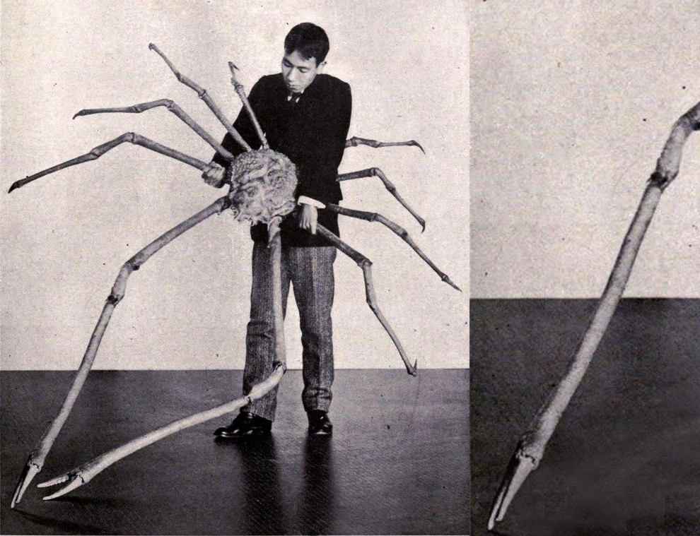 Краб-паук - самое большое членистоногое на свете