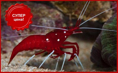 krevetka_doktor_kardinal400_super_cena.j