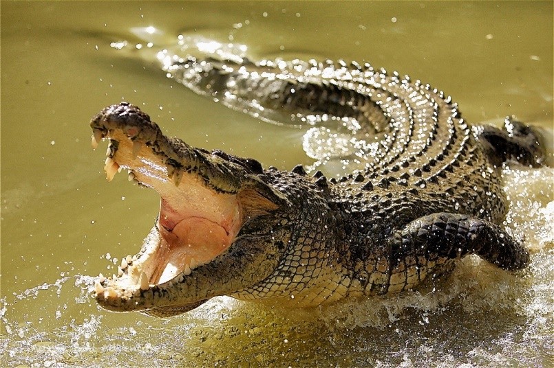Сильнейший хищник – крокодил!