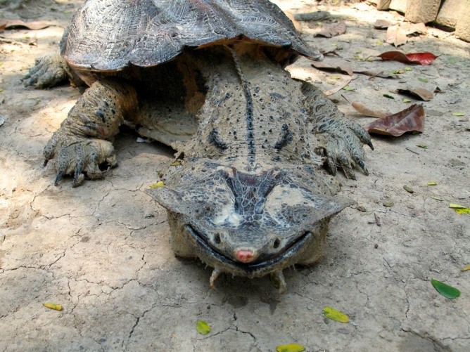Мата-мата – причудливая черепаха! АкваТерраНовости Аква Лого Инфо