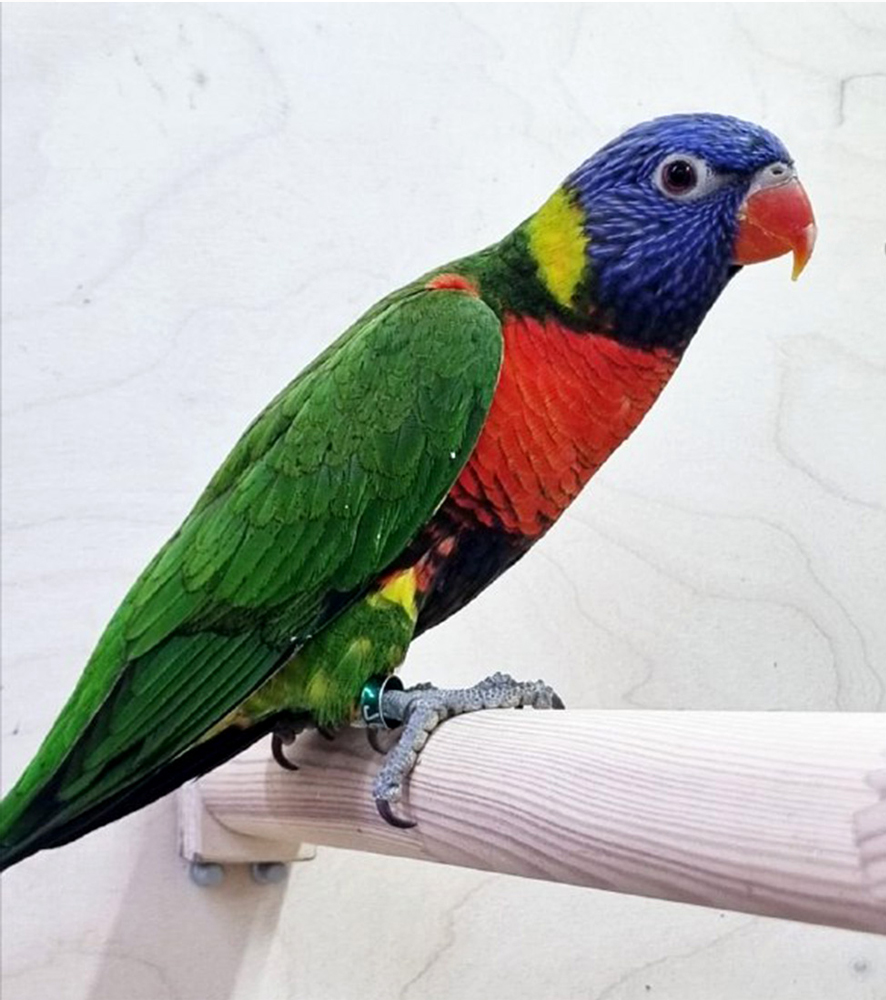 Попугай лорикет многоцветный