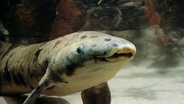 В США умерла старейшая в мире аквариумная рыба, АкваТерраНовости Аква Лого Инфо
