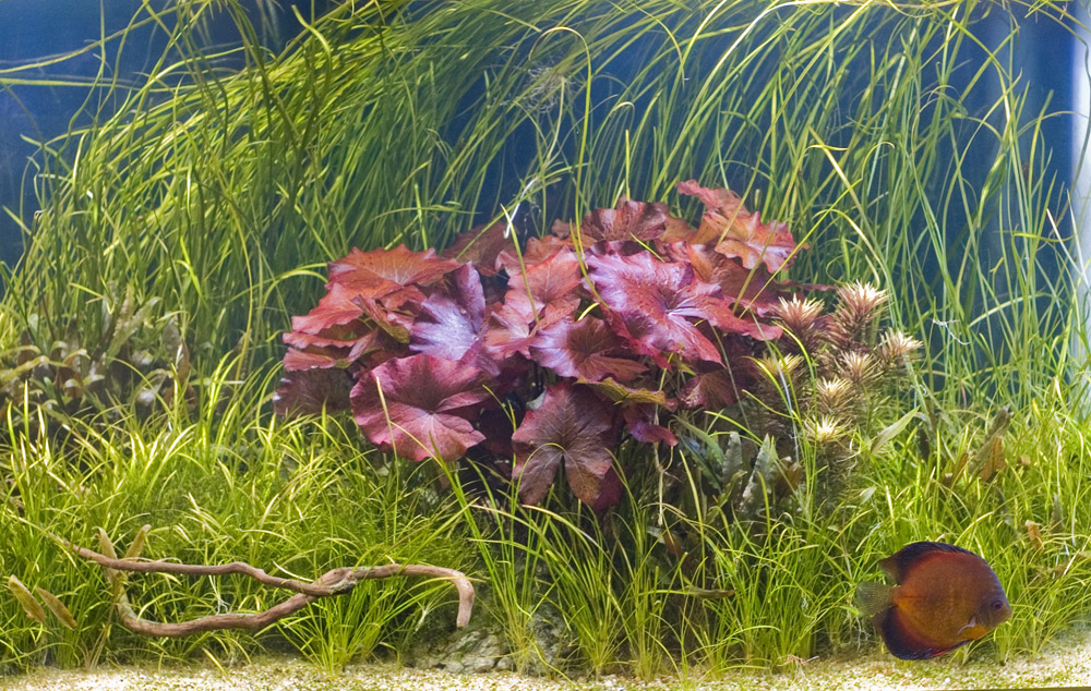 Нимфея в растительном аквариуме Аква Лого