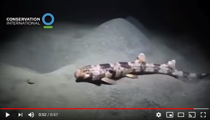 Умеют ли акулы ходить - видео об индонезийской кошачьей акуле