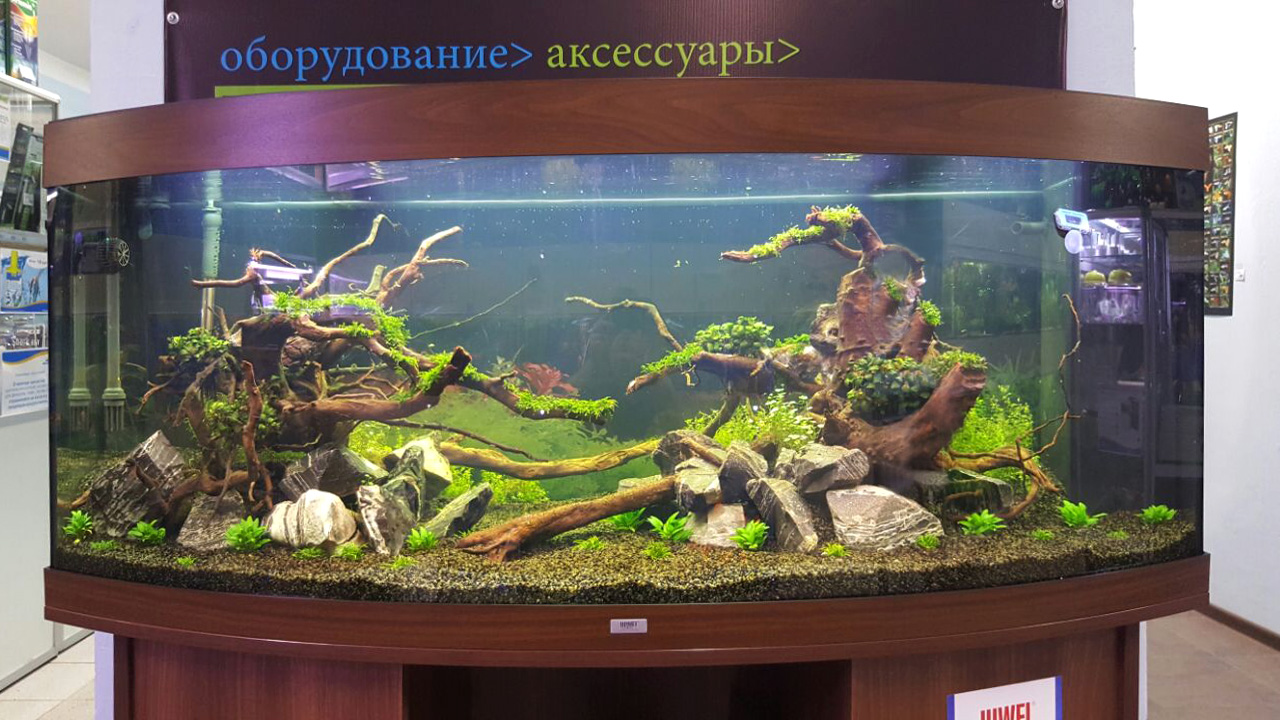 Мастер-класс по запуску аквариума с растениями в Аква Лого на Волжской 4 февраля 2017