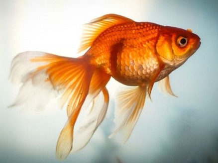 Дрессированная золотая рыбка!