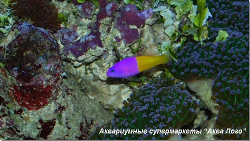 Ложнохромис королевский 
Pseudochromis paccagnellae