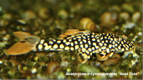 Скобинанциструс леопардовый  Scobinancistrus aureatus