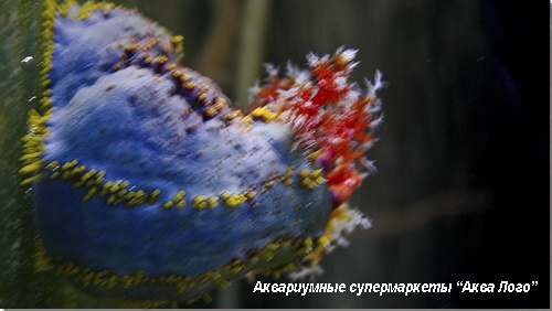 Голотурия морское яблоко  Pseudocolochirus tricolor (Paracucumaria tricolor)