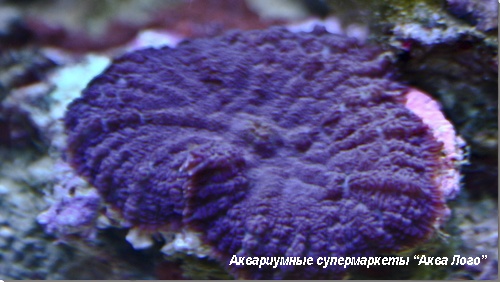 Родактис фиолетовый (в составе дискоактиний на камне)  Rhodactis sp.