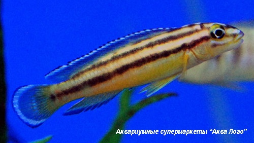 Юлидохромис Регана Кипили  Julidochromis regani var. 