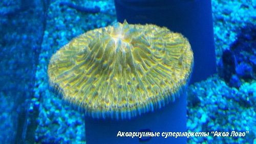 Фунгия (Коралл грибовидный)  Fungia sp.