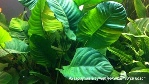 Анубиас Бартера (Сморщенный лист) одна из  разновидностей этого популярного растения
