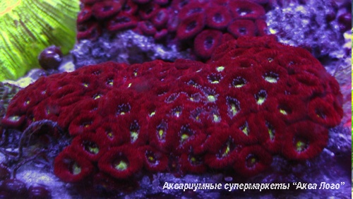 Микромусса красная  Micromussa sp. red